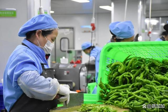 食材凈菜加工與預制菜的差異化解析 以蔬菜為例，保鮮與便利的兩大烹飪革新